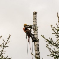 PVD Tree Removal