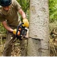 J&M Tree Service Rancho Cucamonga