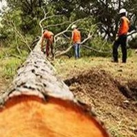 J&M Tree Service Rancho Cucamonga