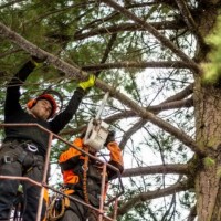 Tree Service Santa Clarita CA