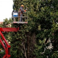 Tree Service Santa Clarita CA