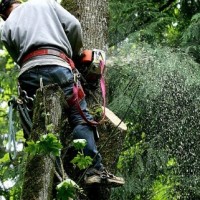 Tree Service Santa Clarita CA