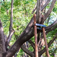 SRQ Tree Care & Removal Service