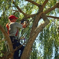 Master Tree Service Greenville