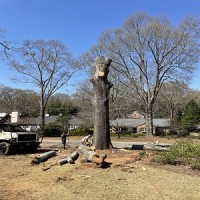 Master Tree Service Greenville