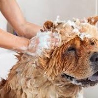 Ontario Pet Spa