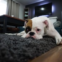 Gallery thumbnail