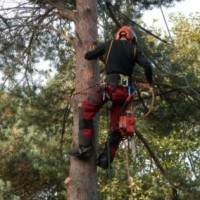 Lake Forest Tree Care