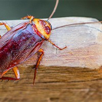 Green Pest Shield Cockroach Control Brisbane