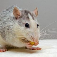 Gallery thumbnail