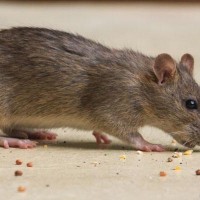 Pest Ban Rodent Control Sydney