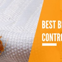 Bed Bugs Control Brisbane