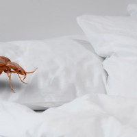 Bed Bugs Control Brisbane