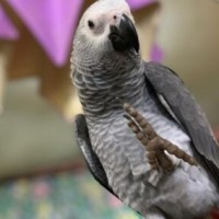Gallery thumbnail
