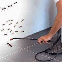 Pest Control Brisbane