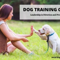 Dog Training Craft