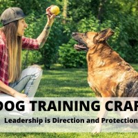 Dog Training Craft