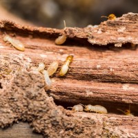 Ogden Pest Control