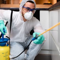 Pest Control Experts of Salt Lake City