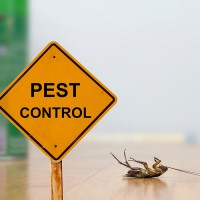 Pest Control Perth