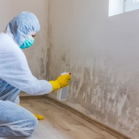 Mold Experts of Jacksonville