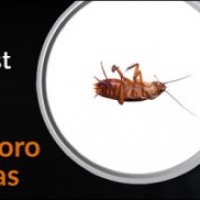 Bad 2 the Bugs Pest Control Service of Waco