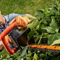 Professional Tree Service