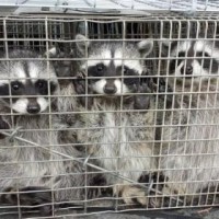 Animal Capture Wildlife Control Los Angeles