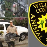 Animal Capture Wildlife Control Los Angeles