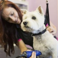 Orange County Mobile Dog Grooming