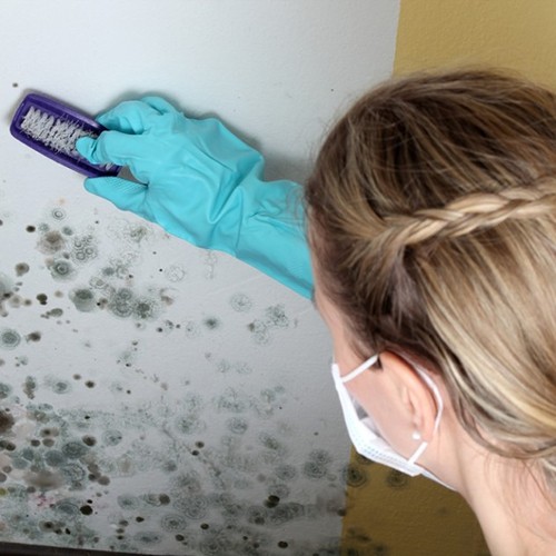 safe mold solutions effective mold removal The mold removal page also provides a step by step guide to the entire mold removal process the mold on clothes page has information about removing mold from clothes with bleach and other mold killing solutions chlorine bleach information bleach is probably the most well known mold killer in fact many commercial mold killing. safe mold solutions effective mold removal The mold removal page also provides a step by step guide to the entire mold removal process the mold on clothes page has information about removing mold from clothes with bleach and other mold killing solutions chlorine bleach information bleach is probably the most well known mold killer in fact many commercial mold killing.
