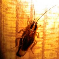 Bed Bug Specialists for Greenwood