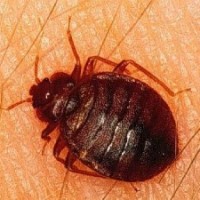 Bed Bug Specialists for Greenwood