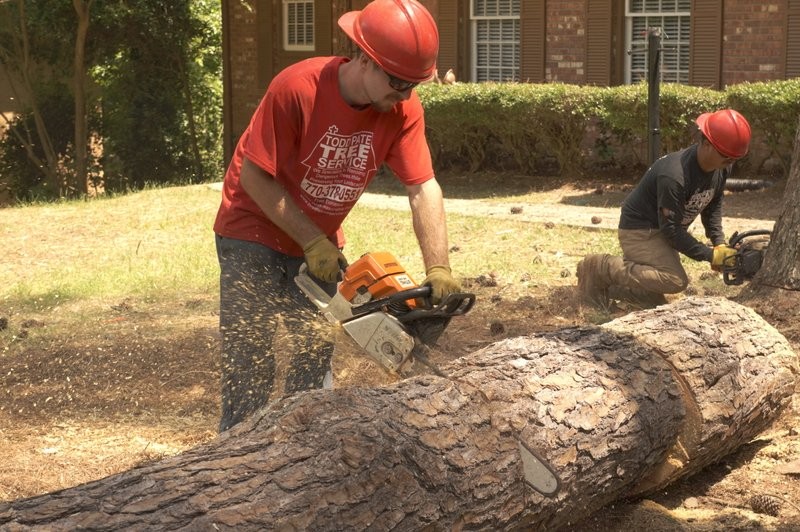 Cutting the trees