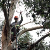 Andersons Tree Care