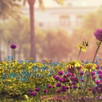 Gallery thumbnail