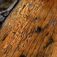Gallery thumbnail