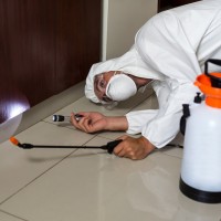 Alabama Exterminators & Pest Control