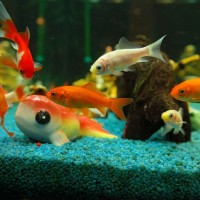 Aquatech Aquarium Service