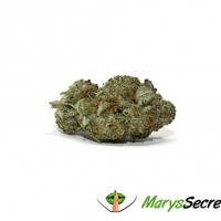 Marys Secret