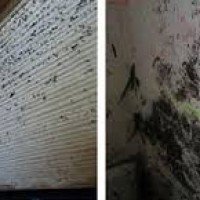 Catstrong Mold Inspection & Removal of Baytown