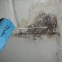 Catstrong Mold Inspection & Removal of Baytown