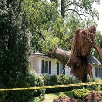 Bedford Stump Grinding