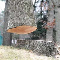 Colleyville Stump Grinding