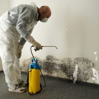 Mold Removal Maryland