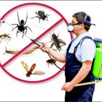 Pest Control Huntington NY