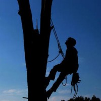 Tree Service Pros of Plano