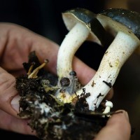 Gallery thumbnail