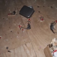 Gallery thumbnail