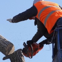 Tree Cutting And Trimming NYC